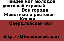 Найден кот,молодой упитаный игривый 12.03.2017 - Все города Животные и растения » Кошки   . Свердловская обл.